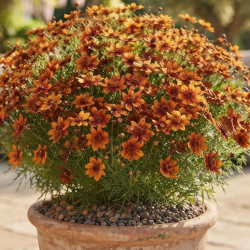 Coreopsis Twinklebells® Copper