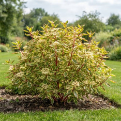 Cornus alba 'Gouchaultii' - Cornouiller blanc