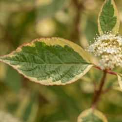 Cornus alba 'Gouchaultii' - Cornouiller blanc