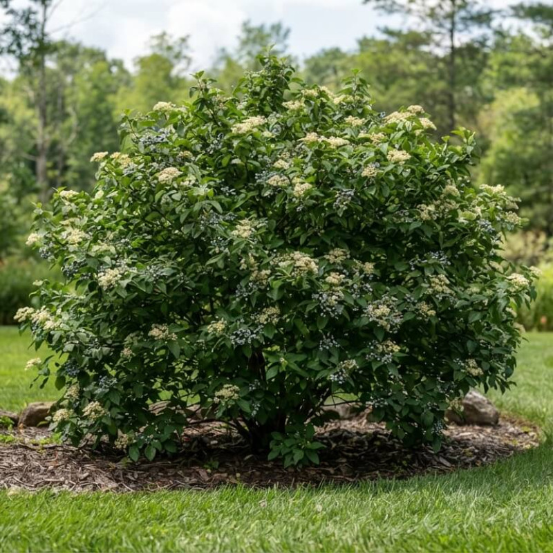 Cornus amomum 'Blue cloud' - Cornouiller odorant