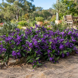 Hardenbergia violacea Meema