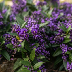 Hardenbergia violacea Meema