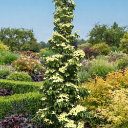 Cornus kousa 'Flower Tower' - Cornouiller du Japon