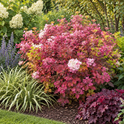 Hydrangea paniculata ‘Rendia’ DIAMANT ROUGE®