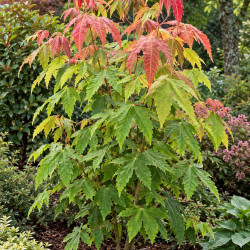 Acer elegantulum - Erable