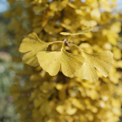 Ginkgo biloba 'Fastigiata Gold Flame®' - Arbre aux quarante écus