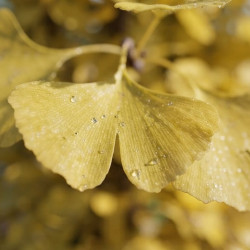 Ginkgo biloba 'Fastigiata Gold Flame®' - Arbre aux quarante écus
