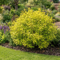 Cornus alba 'Aurea' - Cornouiller blanc