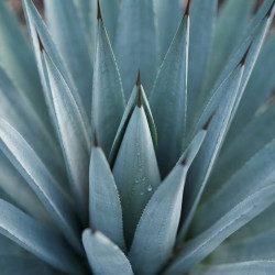 Yucca gloriosa 'French Flag'