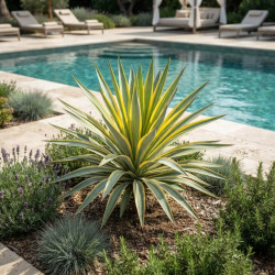 Yucca gloriosa 'Citrus twist' ® - Dague espagnole