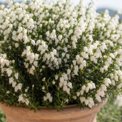 Daboecia cantabrica 'Alberta white' - Bruyère de Saint-Dabeoc