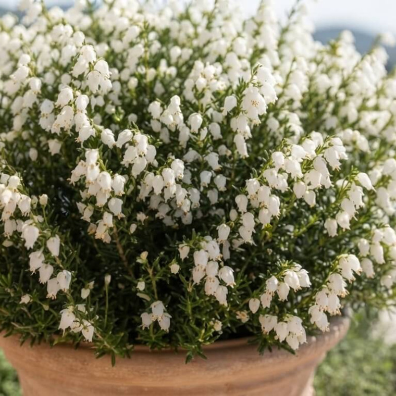 Daboecia cantabrica 'Alberta white' - Bruyère de Saint-Dabeoc