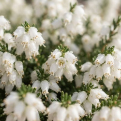 Daboecia cantabrica 'Alberta white' - Bruyère de Saint-Dabeoc