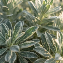 Euphorbia characias 'Silver Swan - Wilcott' - Euphorbe