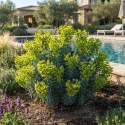 Euphorbia characias ‘Blue Wonder’ - Euphorbe des garrigues