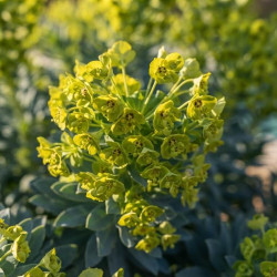 Euphorbia characias ‘Blue Wonder’ - Euphorbe des garrigues