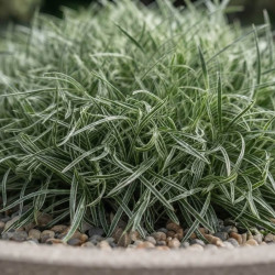 Ficinia truncata ‘Ice Crystal’ - Ficinia givré