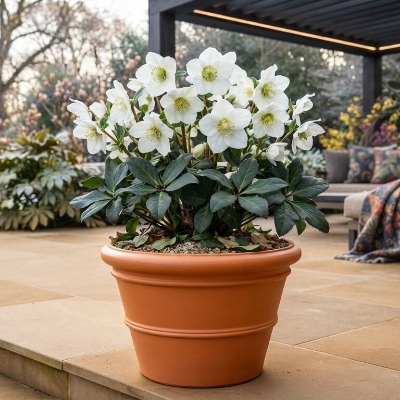 Helleborus niger 'Mon Rêve' ® - Hellébore