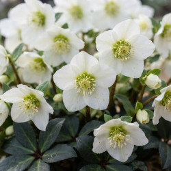 Helleborus niger 'Mon Rêve' ® - Hellébore