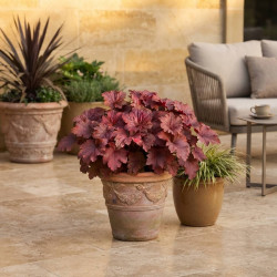 Heuchera 'Dinosaur ® - Bloody' - Heuchère