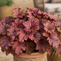 Heuchera 'Dinosaur ® - Bloody' - Heuchère