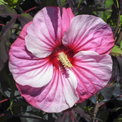 Hibiscus moscheutos 'Pink Candy'