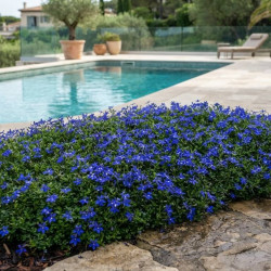 Isotoma fluviatilis 'Dark Blue'