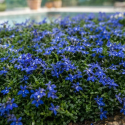 Isotoma fluviatilis 'Dark Blue'
