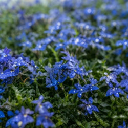 Isotoma fluviatilis 'Dark Blue'