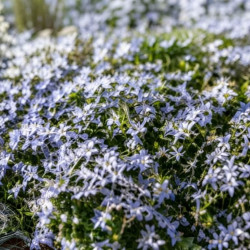 Isotoma fluviatilis 'Country Park'