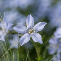Isotoma fluviatilis 'Country Park'