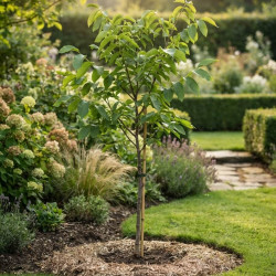 Juglans regia 'Fernette' - Noyer