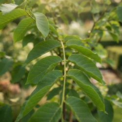 Juglans regia 'Fernette' - Noyer