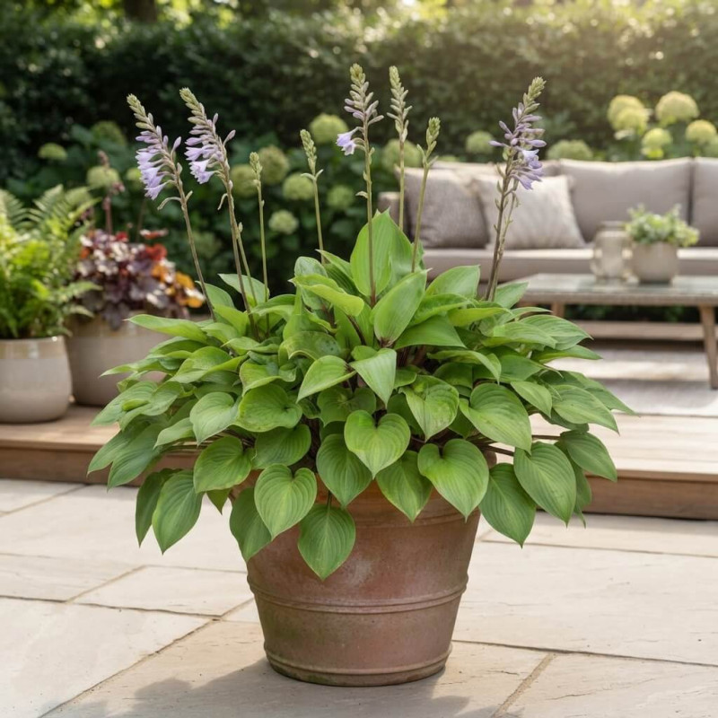 Hosta 'Purple Heart'
