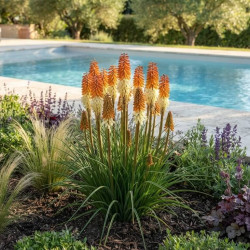 Kniphofia 'Orange Vanilla Popsicle'