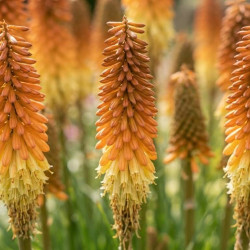 Kniphofia 'Tawny King'