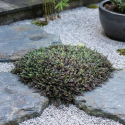 Leptinella squalida 'Platt's Black' - Cotule à bractées