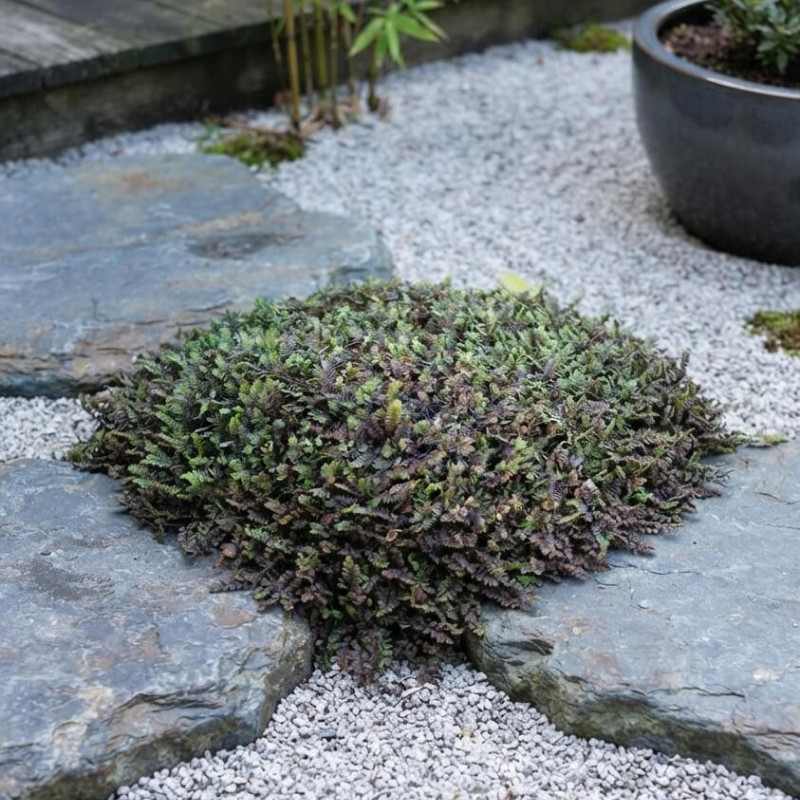 Leptinella squalida 'Platt's Black' - Cotule à bractées