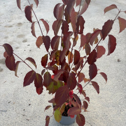 Cornus amomum 'Blue cloud' - Cornouiller odorant