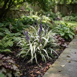 Liriope muscari 'Okina'