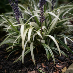 Liriope muscari 'Okina'