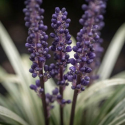 Liriope muscari 'Okina'