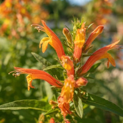 Lobelia laxiflora