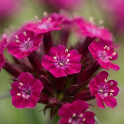 Lychnis 'Cherry Bubbles' - Silène Rose-Cerise