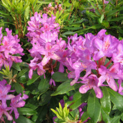 Rhododendron  ponticum