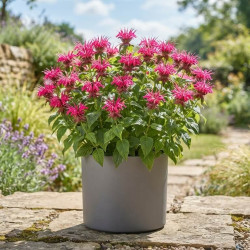 Monarda 'Electric Neon Pink'