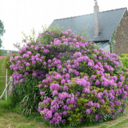 Rhododendron  ponticum