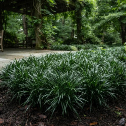 Ophiopogon japonicus 'Minor' - Muguet du Japon