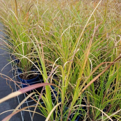 Miscanthus sinensis 'Miscanvert'