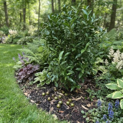Camellia sinensis 'Bro Blavezh'